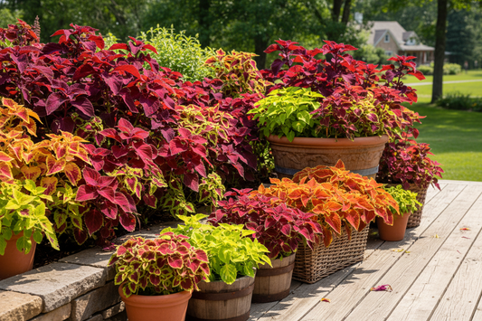 Colorful coleus plants in red, purple and lime green foliage growing in garden beds and containers