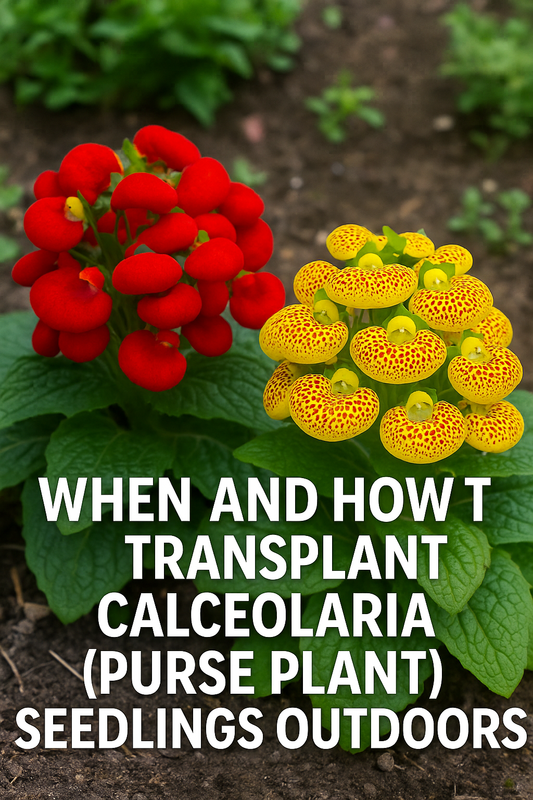 Close-up of colorful Calceolaria purse plant blooms with text overlay “When to Transplant Calceolaria Seedlings | Purse Plant Guide.” Perfect for Pinterest and garden blogs about seed starting and transplanting tips.