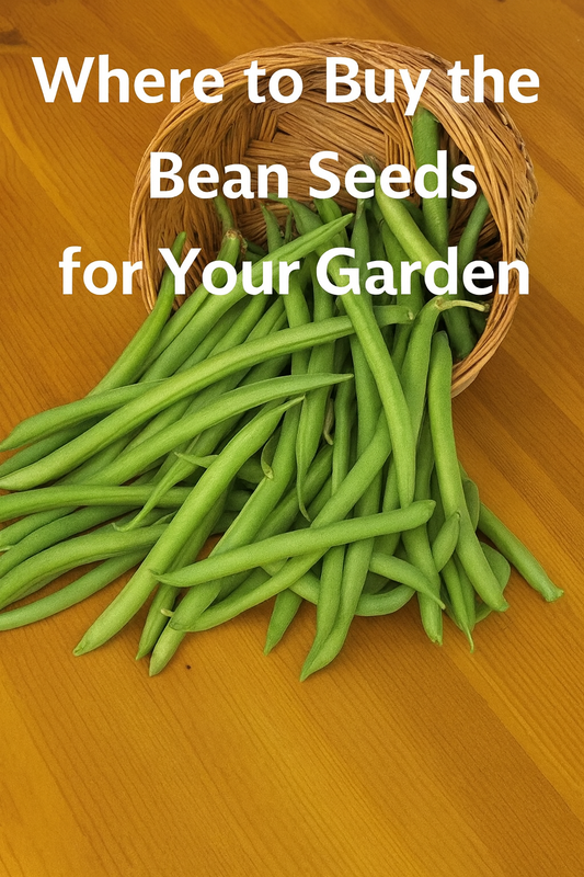 Fresh green beans held in hands – best bean seeds to buy for raised bed and backyard gardeners