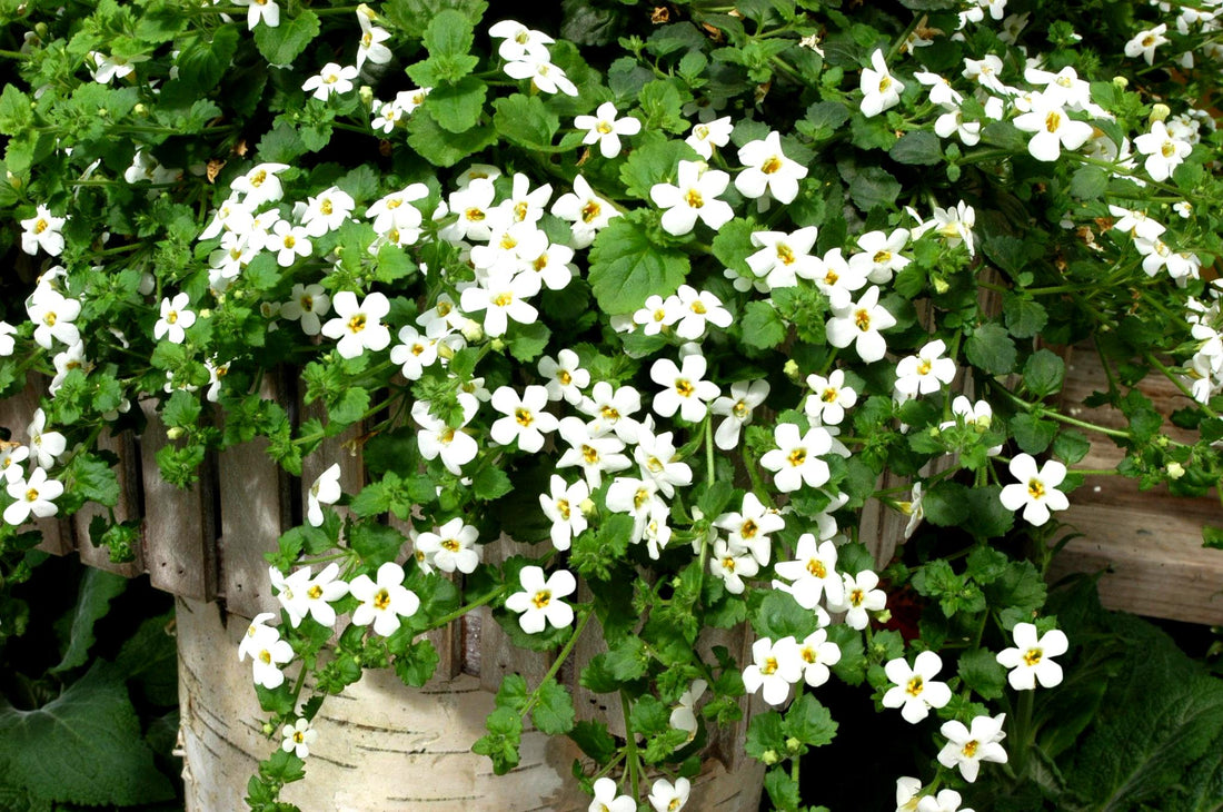 White Bacopa Snowtopia trailing in hanging basket