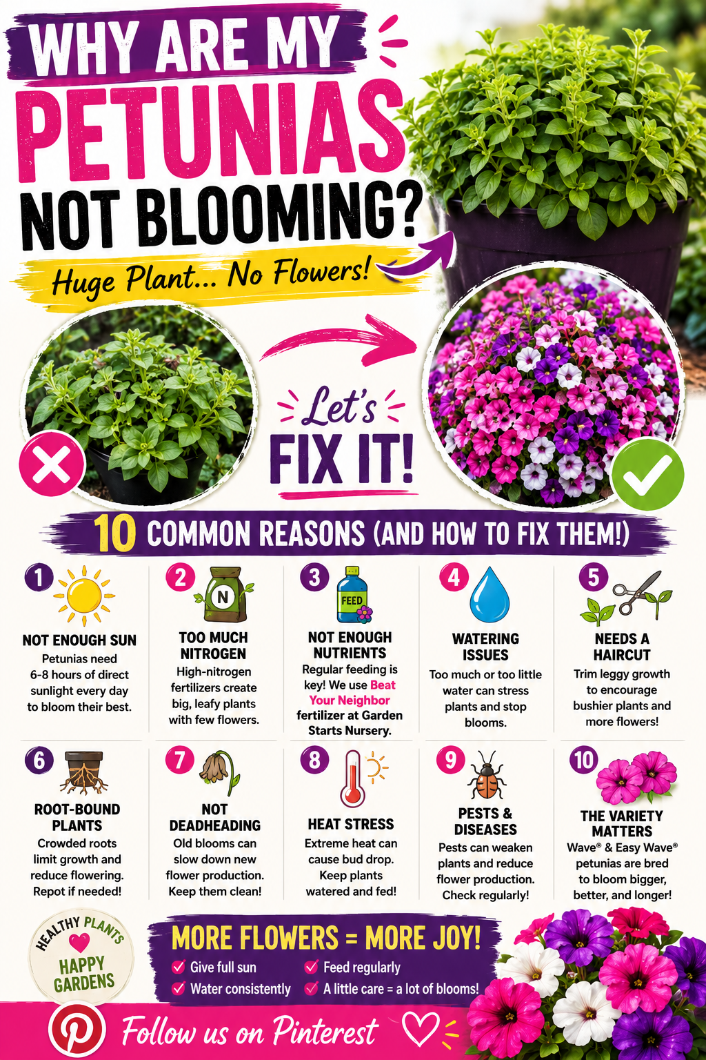Large healthy green petunia plants with few flowers compared to blooming petunias, showing common reasons petunias stop blooming and how to encourage more blooms all season.