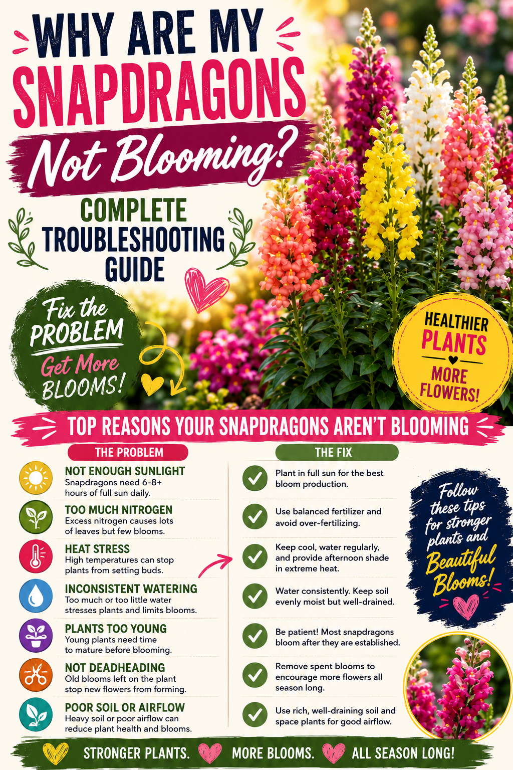 Healthy colorful snapdragons with tips for troubleshooting common blooming problems including sunlight, fertilizer, watering, heat stress, and deadheading for more flowers