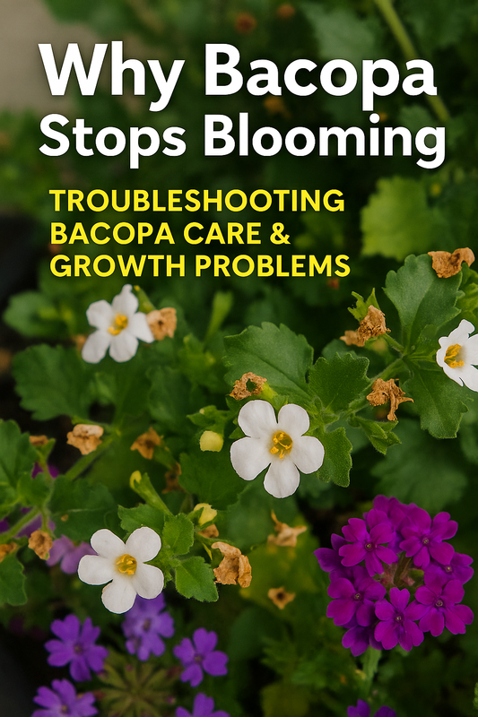 Healthy Bacopa plants in bloom with text overlay ‘Why Bacopa Stops Blooming | Fix Bacopa Care & Growth Issues’ – tips for restoring flowering and solving Bacopa care problems