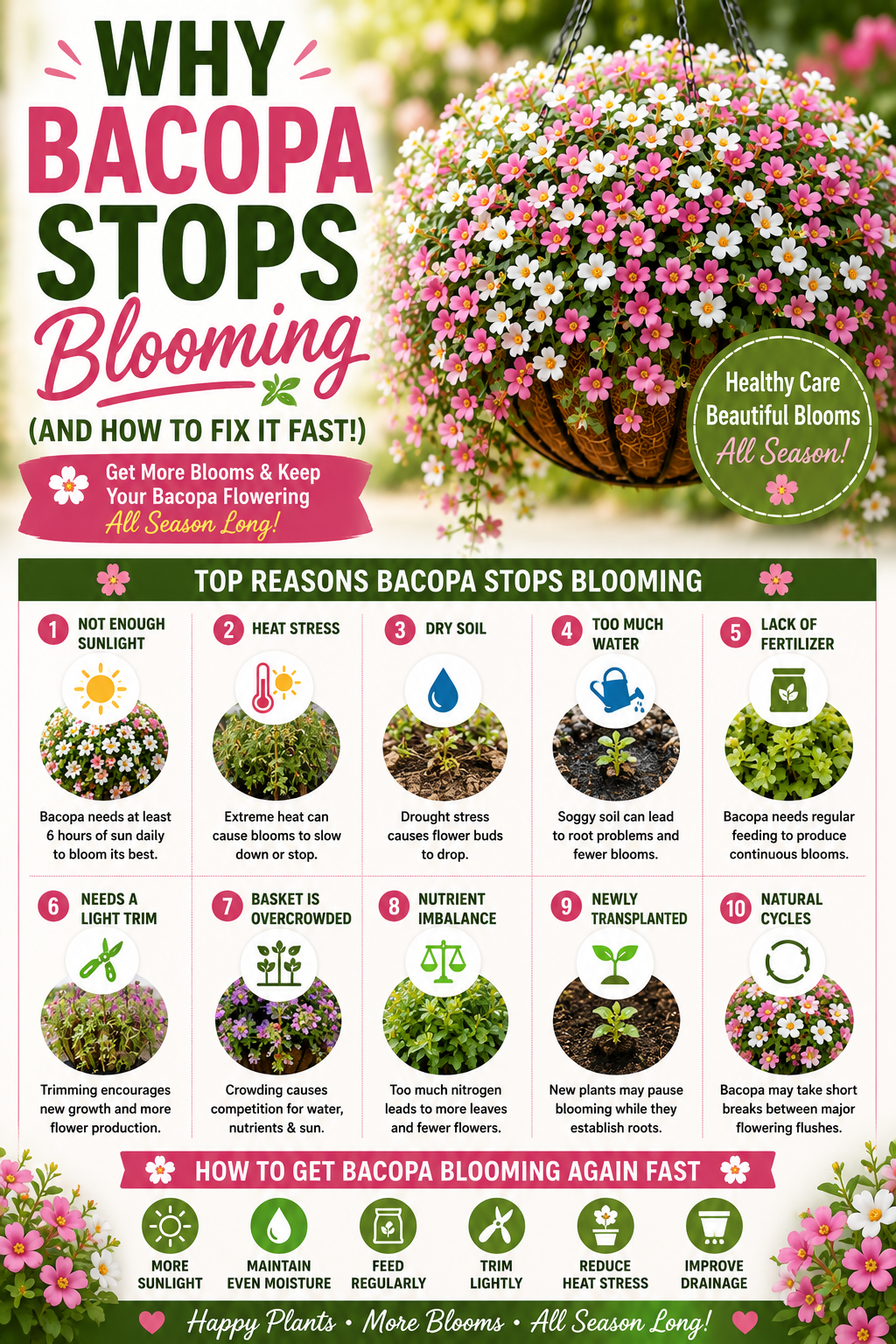 Pink and white bacopa hanging basket showing common reasons bacopa stops blooming, including sunlight, watering, fertilizer, and heat stress issues