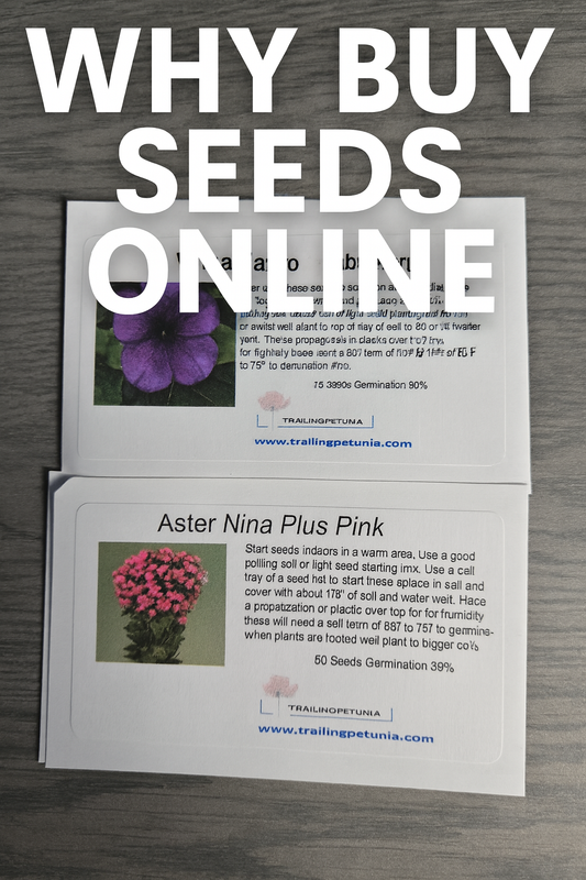 Seed packets for Vinca Tattoo Blueberry and Aster Nina Plus Pink displayed with bold text Why Buy Seeds Online, representing flower seed packs available for online purchase.