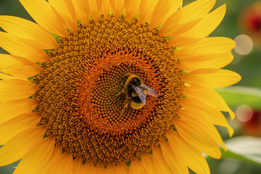 Bumblebee covered in pollen foraging across the disc florets of a large sunflower head showing how bee pollination produces sunflower seeds