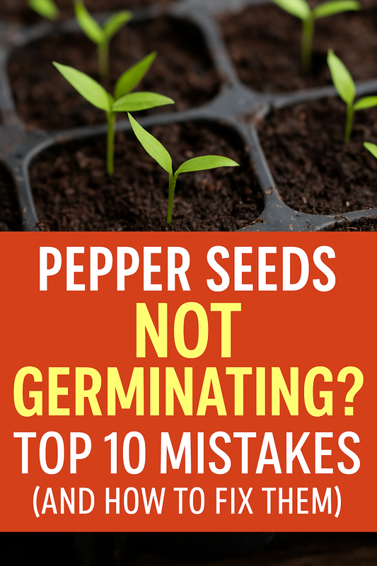 Pepper seed trays showing unsprouted soil patches alongside healthy seedlings with colorful bell peppers in the background, illustrating common germination mistakes and fixes