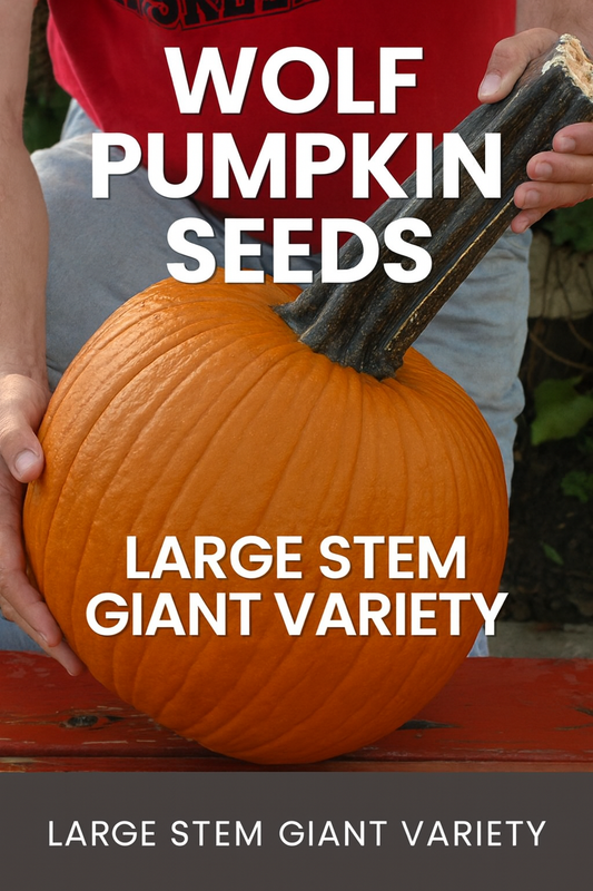 Wolf Pumpkin Seeds featuring large bright orange pumpkins with thick dark green stems, perfect for carving, fall décor, and market displays.