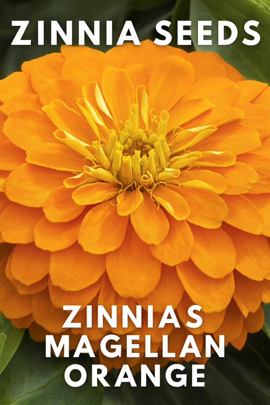 Zinnia Magellan Orange – Compact, Bright Blooms for Summer Gardens