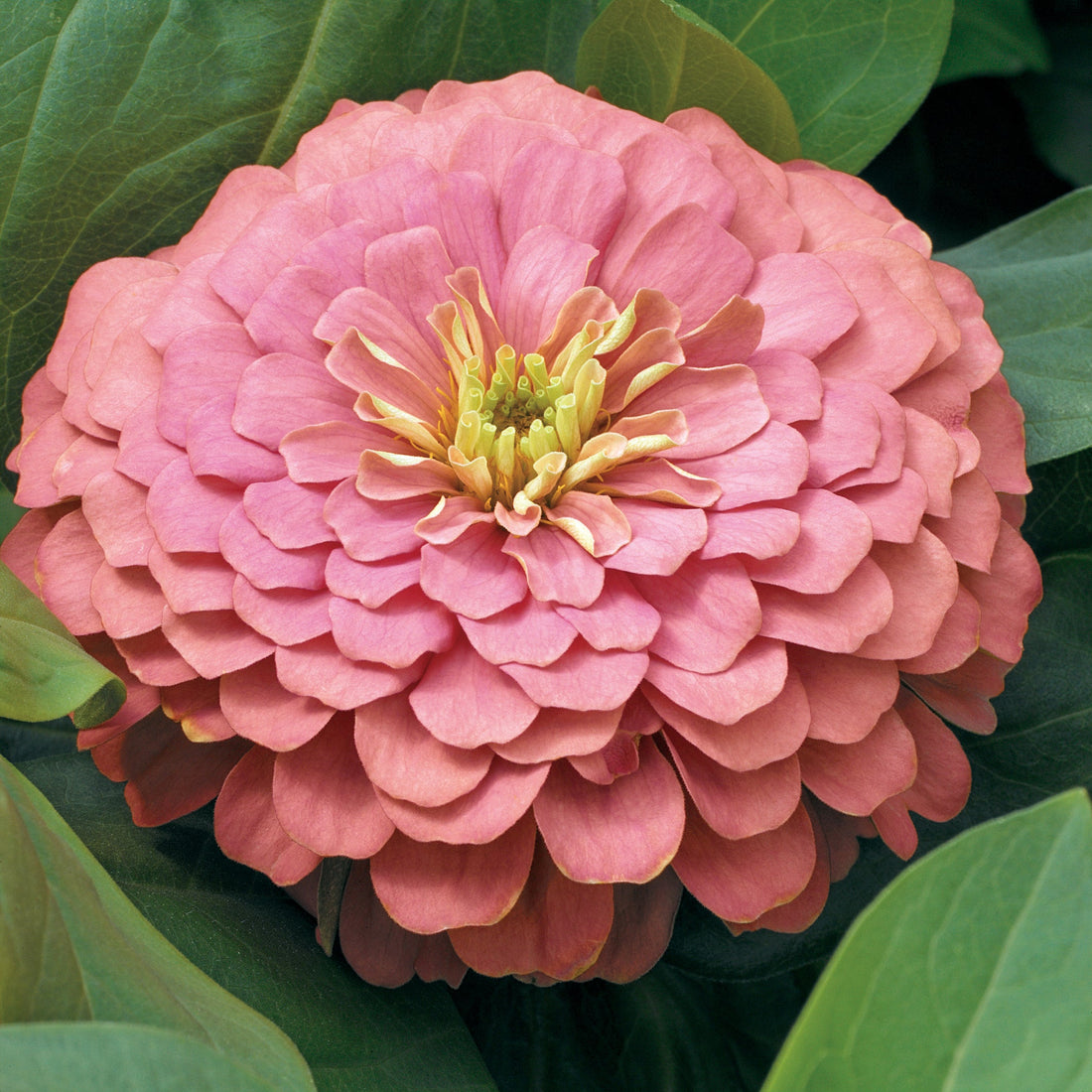 Zinnia Magellan Salmon Zinnias F1 – Salmon Pink Flower Seeds from Trailing Petunia