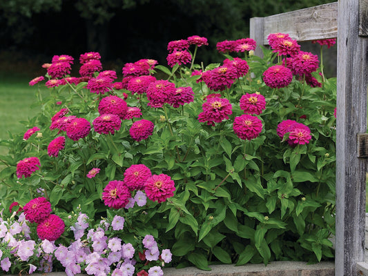 Zinnia Uproar Rose blooming in vibrant magenta-pink with strong upright stems, ideal for cut flower gardens”