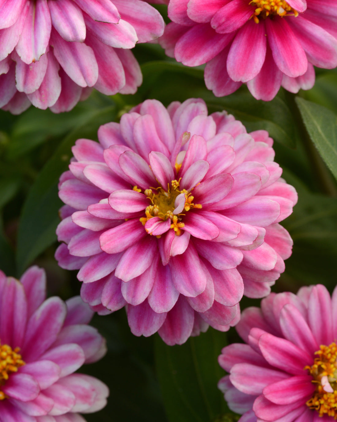 Zinnia Zahara Double Raspberry Ripple flowers in full bloom, featuring bold raspberry and white bicolor double petals on compact green plants — perfect for borders, pots, and bouquets.