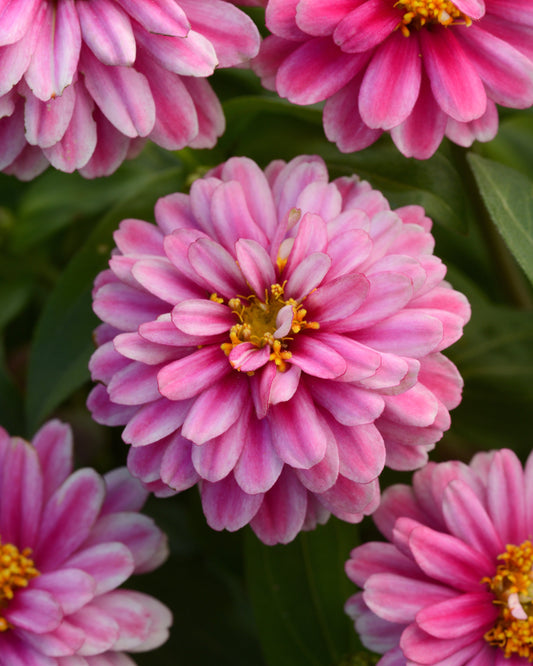 Zinnia Zahara Double Raspberry Ripple flowers in full bloom, featuring bold raspberry and white bicolor double petals on compact green plants — perfect for borders, pots, and bouquets.