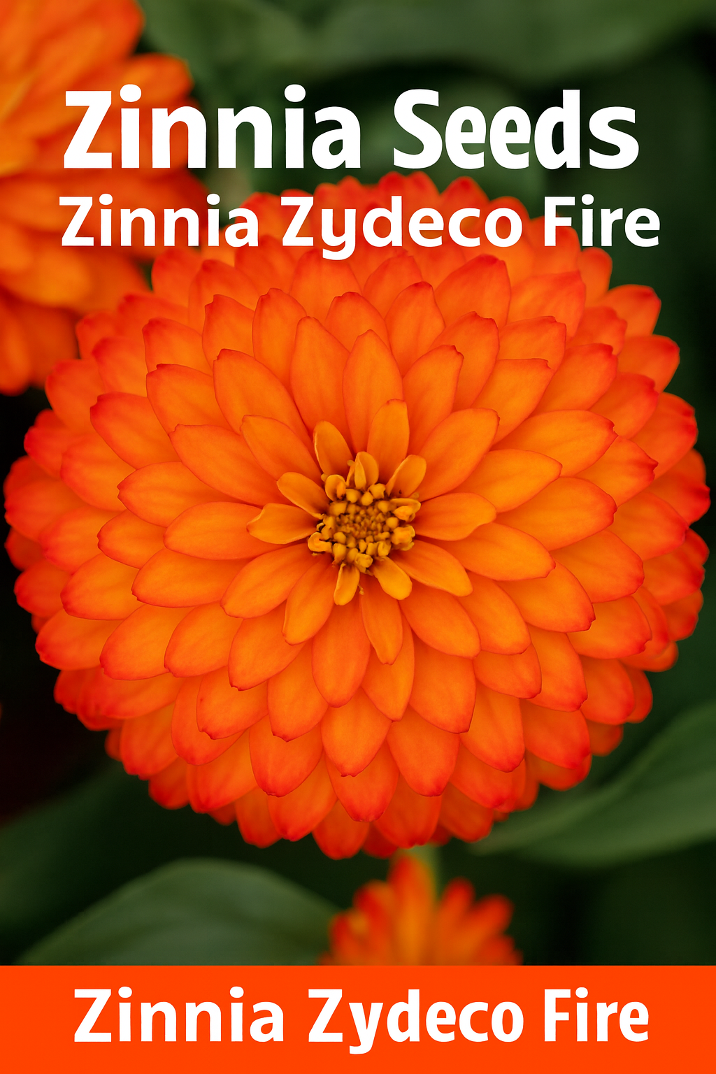 Zinnia Zydeco Fire – Vibrant Red-Orange Blooms for Summer Gardens