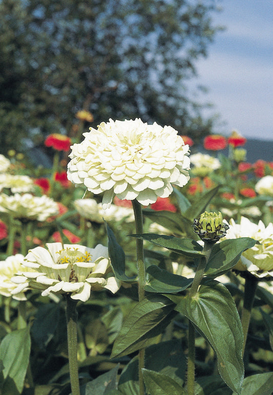White double Benary’s Giant zinnia flowers growing in a sunny garden