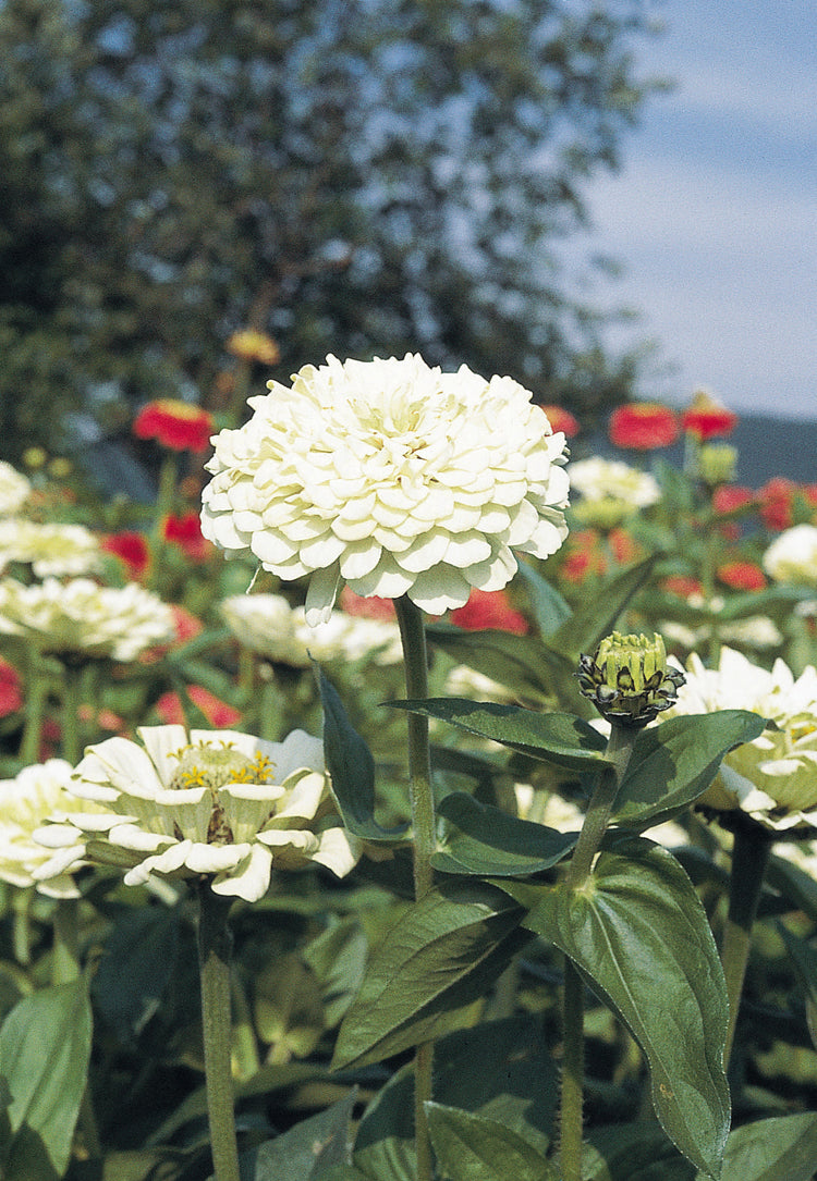 Zinnia Seeds Not Sprouting? Germination Fixes & Buying Guide ...