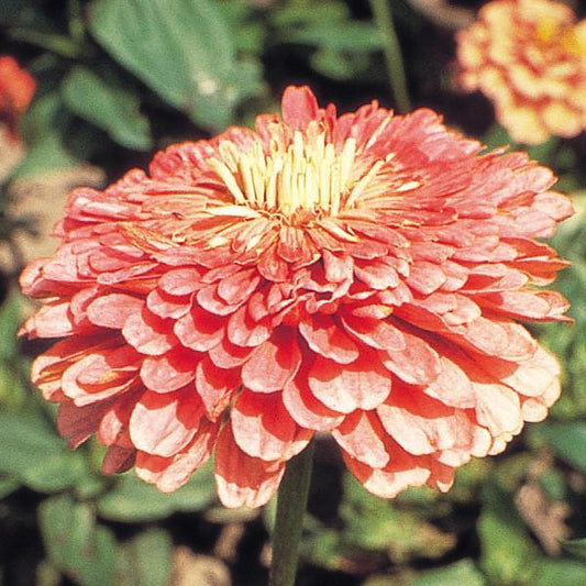 Benary's Giant Salmon Rose zinnia for high-yield cut flower production