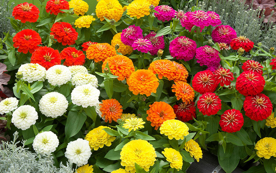 best-zinnia-seeds-for-beginners.jpg
