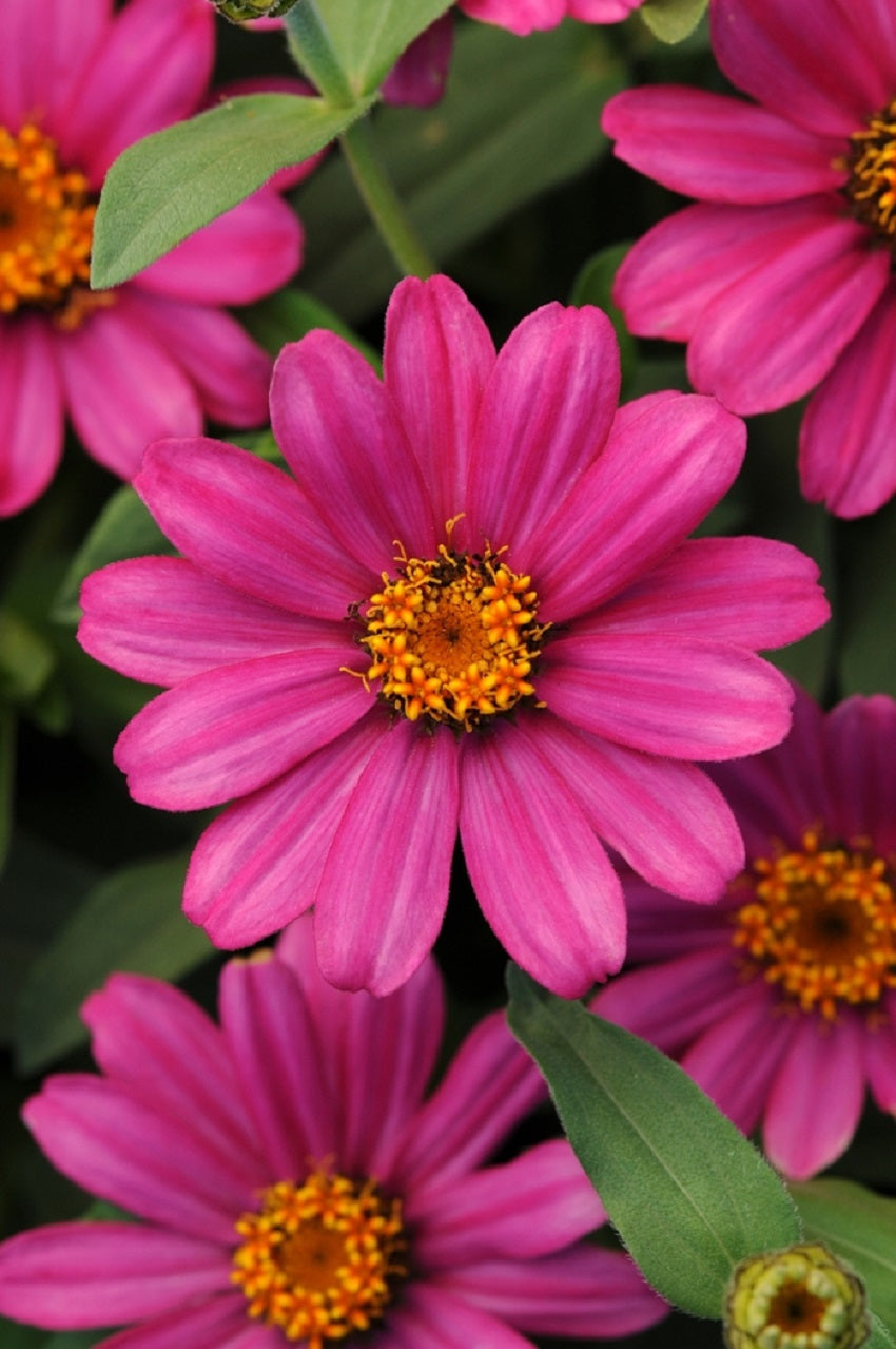 Volunteer zinnia seedlings reseeding naturally in a garden bed