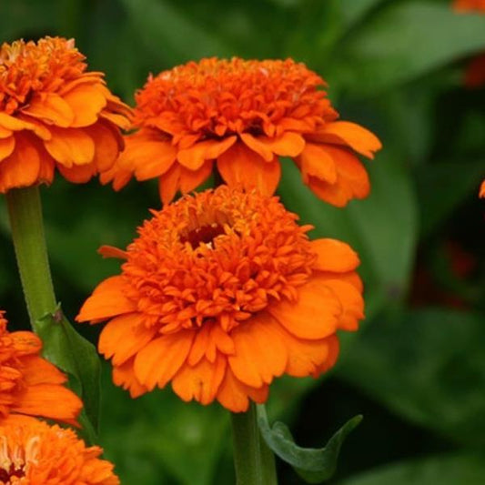 fast-blooming-cut-flowers-from-seed-zinnia-zinderella-orange.jpg