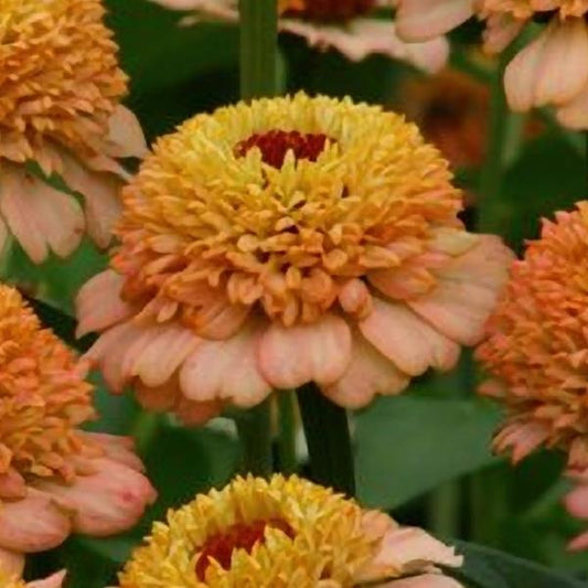 Cut-and-come-again zinnia flowers in full bloom for endless bouquets