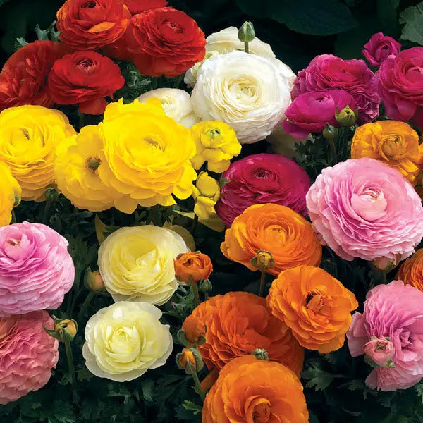 Seti Ranunculus Premium Ranunculus Seeds for Sale | Top Picks for Planting ...