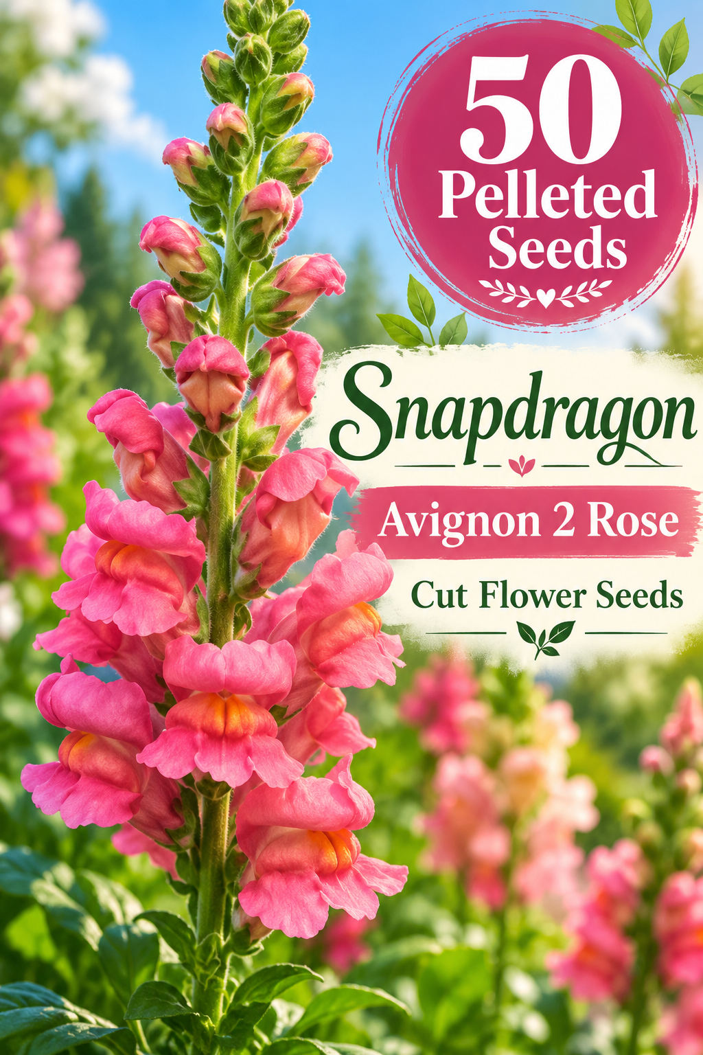 Rose-pink Avignon 2 Rose snapdragon flower spike with text advertising 50 pelleted cut flower seeds