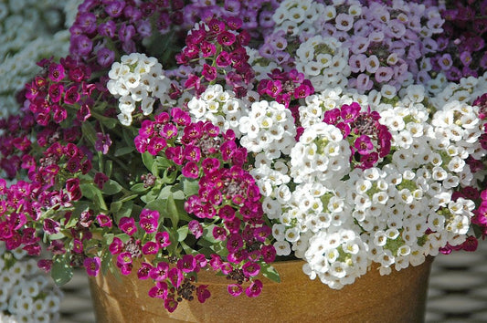 Alyssum Seeds 100 Alyssum Clear Crystal Mix Seeds