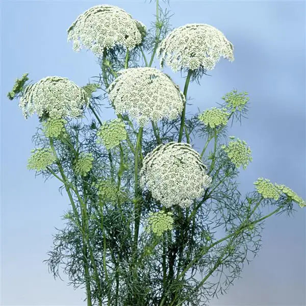 Wedding Bouquet Flower Seed Collection – 8 Varieties, 525 Seeds