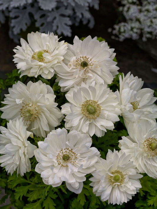 Anemone Harmony Double White Seeds – 15 Premium Windflower Seeds