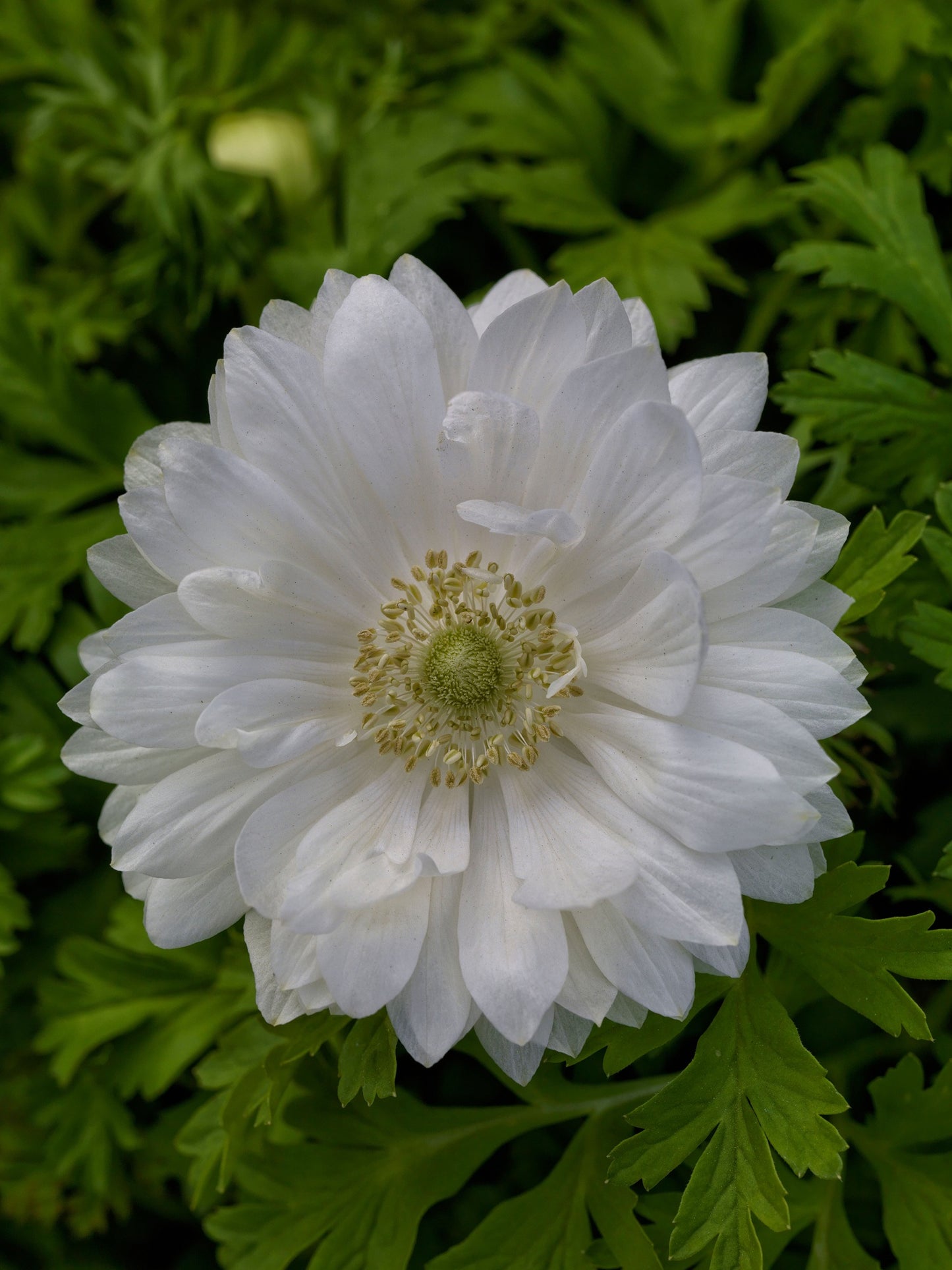 Anemone Harmony Double White Seeds – 15 Premium Windflower Seeds