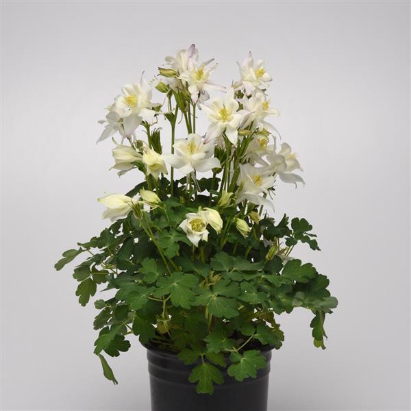 25 Columbine Seeds Earlybird White Aquilegia Perennial Flower
