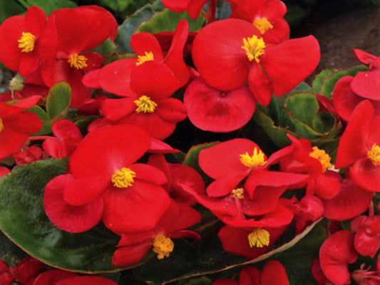 Begonia Seeds 50 Pelleted Seeds Begonias Bada Bing Scarlet