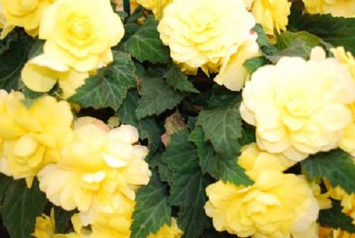 15 Pelleted Begonia Seeds Begonia Go Go Yellow