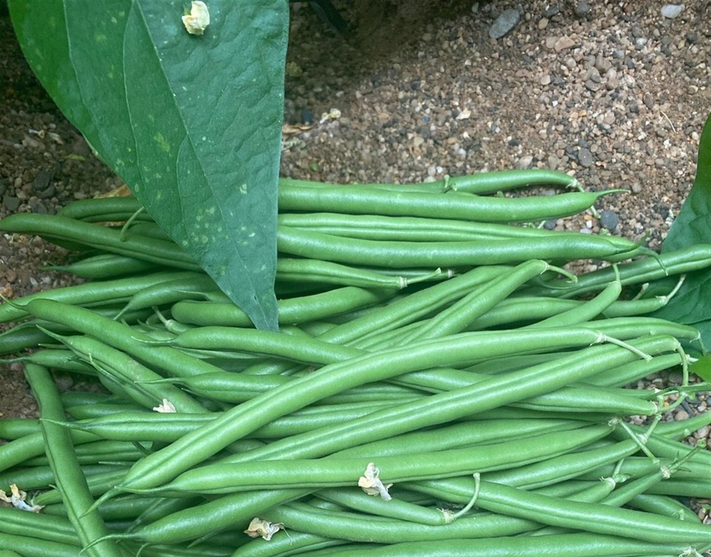 Moraleda Bean Seeds – 50 Premium Pole Bean Garden Seeds Green Beans