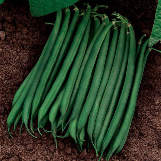 Valentino Bean Seeds – 50 Premium Bush Bean Vegetable Seeds for Home Gardens