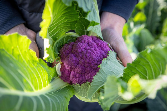 Hipster Cauliflower Seeds | 25 Purple Vegetable Garden Seeds