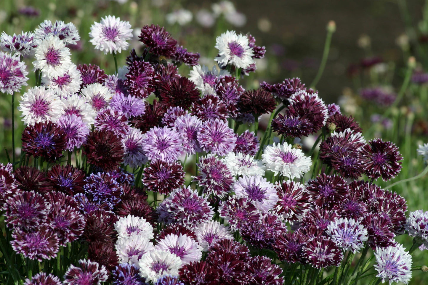 Bachelor Button Seeds Classic Magic Mix Centaurea 100 Seeds Cut Flower Variety
