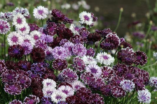Bachelor Button Seeds Classic Magic Mix Centaurea 100 Seeds Cut Flower Variety