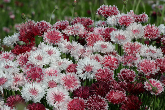 Bachelor Button Seeds Classic Romantic Mix 100 Premium Centaurea Seeds Cut Flower Seeds
