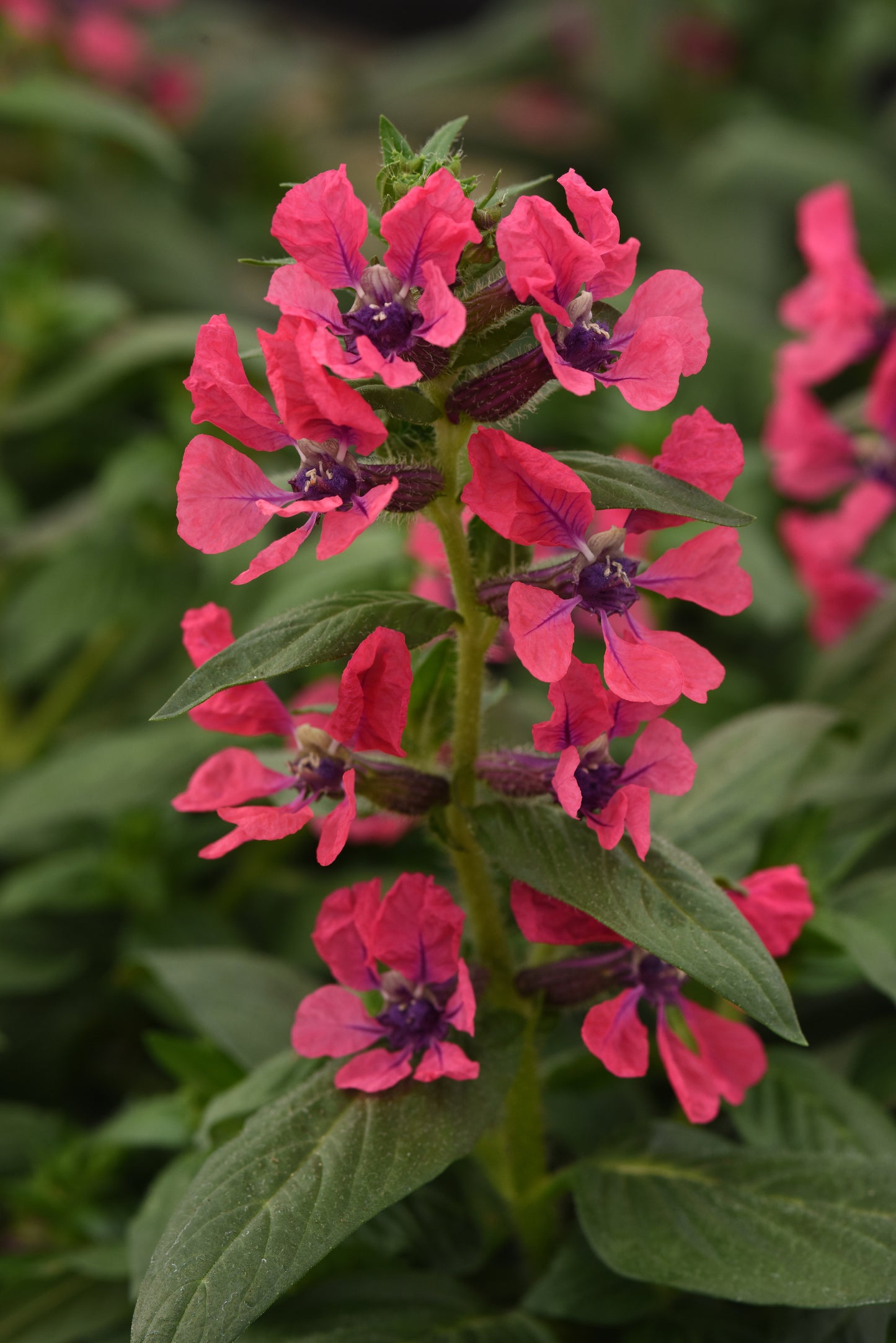 Sweet Talk™ Deep Pink Cuphea Seeds – 25 Premium Flower Seeds