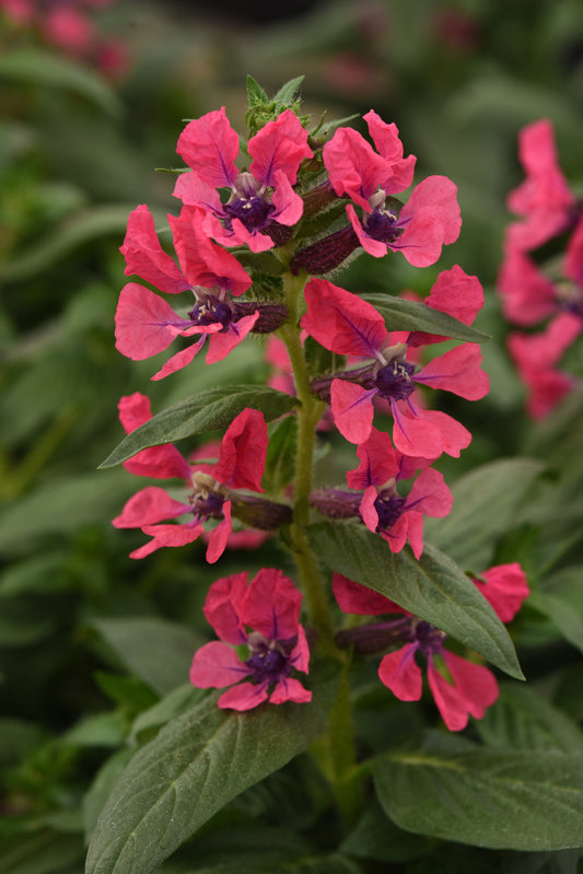 Sweet Talk™ Deep Pink Cuphea Seeds – 25 Premium Flower Seeds