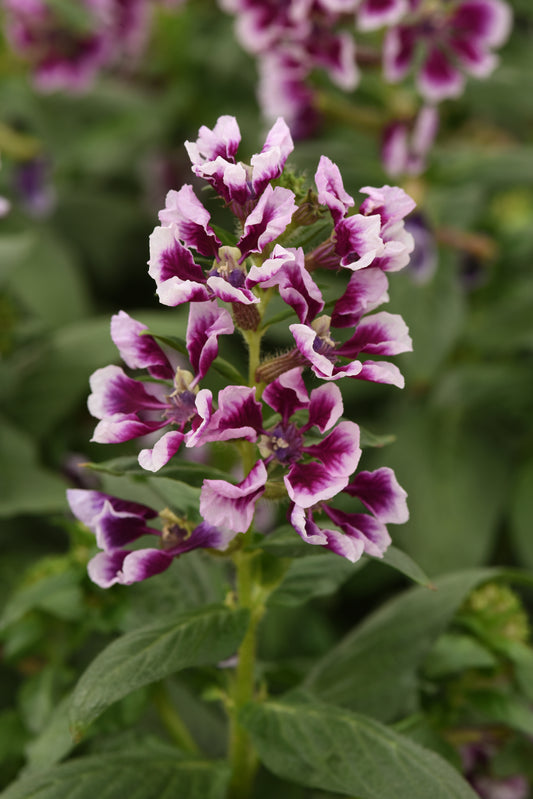 Sweet Talk™ Lavender Splash Cuphea Seeds – 25 Premium Flower Seeds
