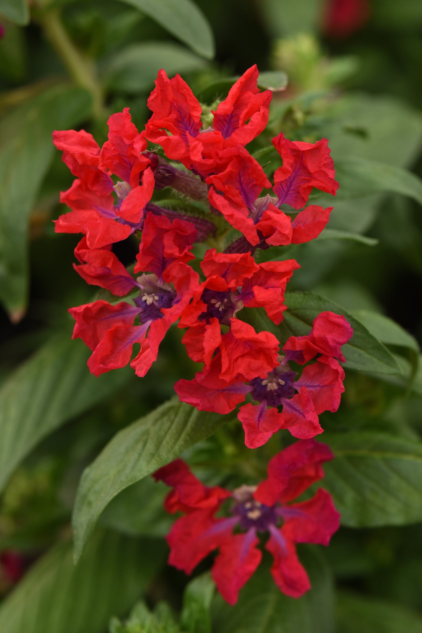 Sweet Talk™ Red Cuphea Seeds – 25 Premium Flower Seeds
