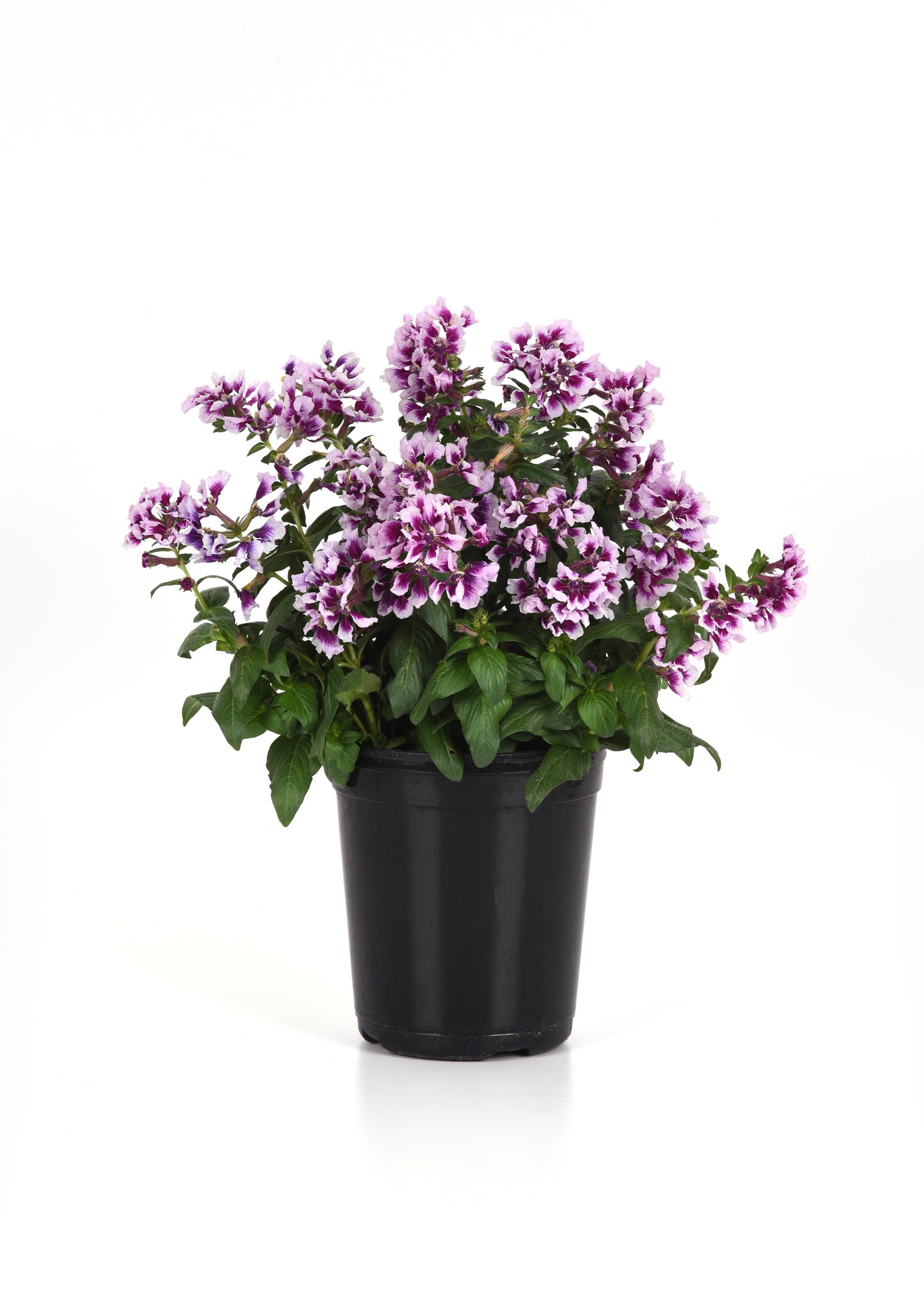 Sweet Talk™ Lavender Splash Cuphea Seeds – 25 Premium Flower Seeds