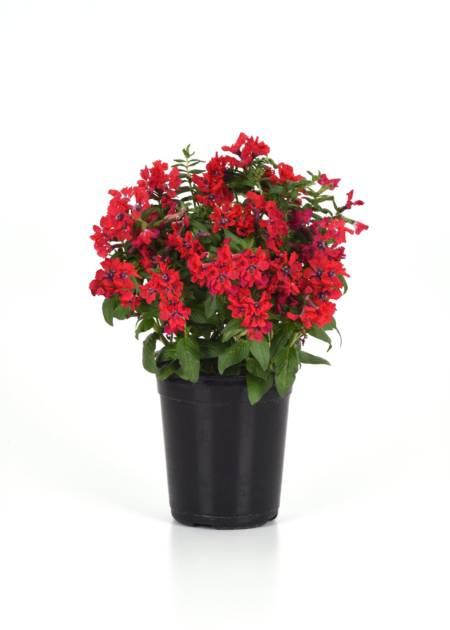 Sweet Talk™ Red Cuphea Seeds – 25 Premium Flower Seeds