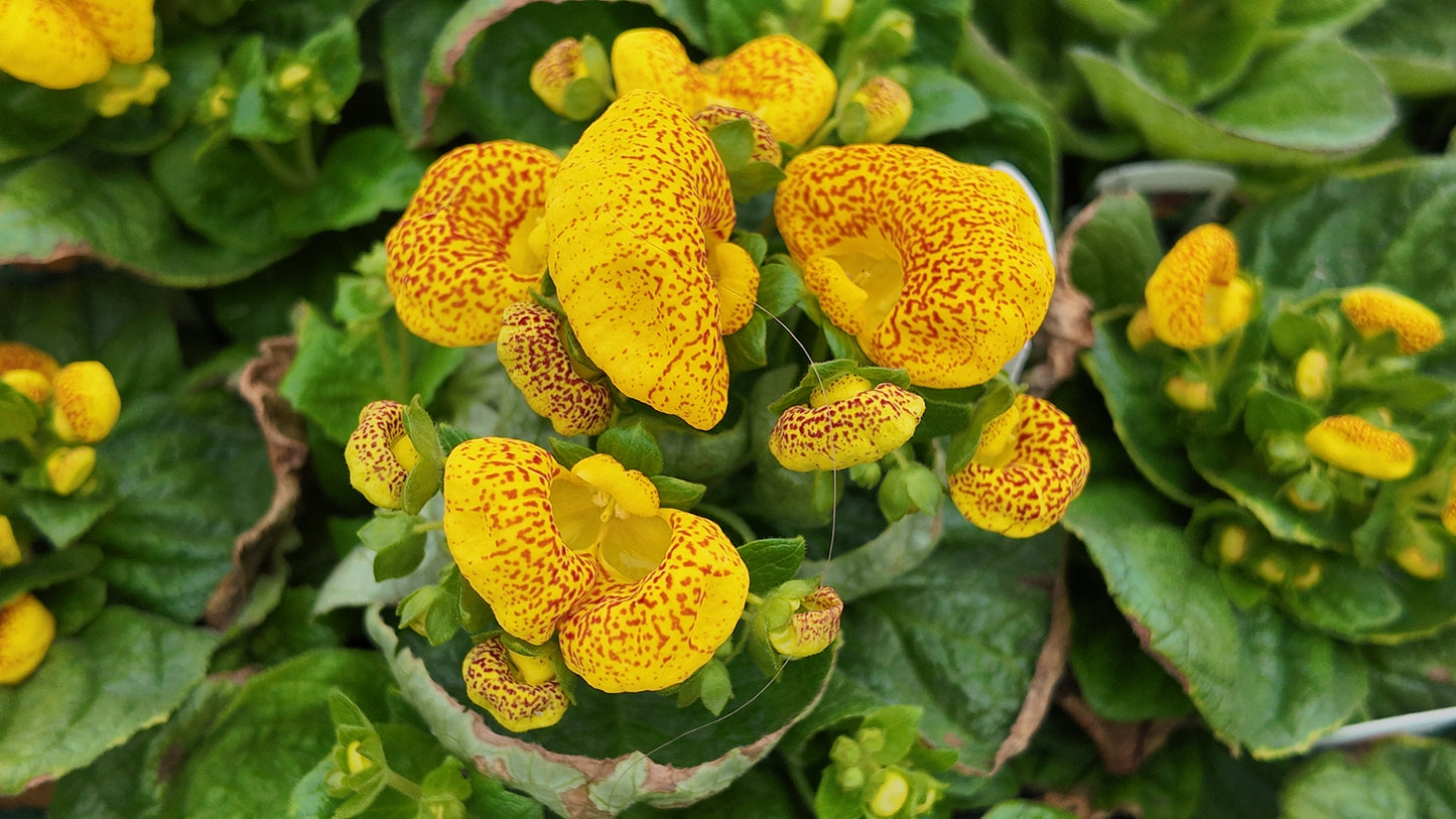 Calceolaria Dainty Yellow Spotted Seeds 50 Pelleted Purse Plant Seeds
