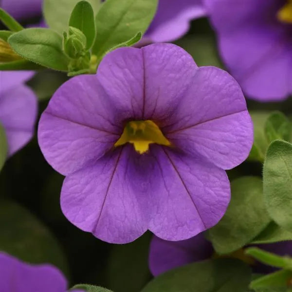 Blue and violet Classique Denim calibrachoa flowers in full bloom