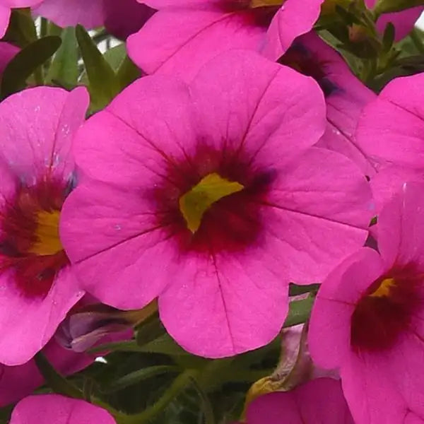 Close-up of Classique Rose Blast calibrachoa flowers, deep rose pink blooms with red and yellow throats