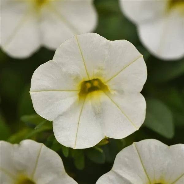Calibrachoa Seeds Classique White flower close-up, pure white petals with a sunny yellow throat